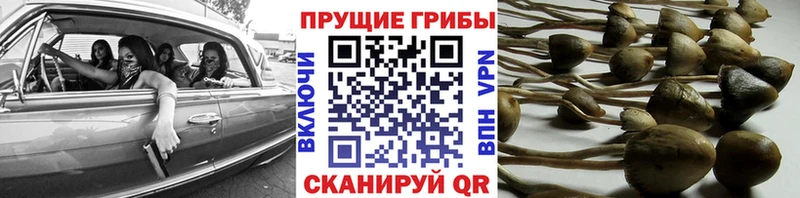 где продают   Новочеркасск  Псилоцибиновые грибы Cubensis 